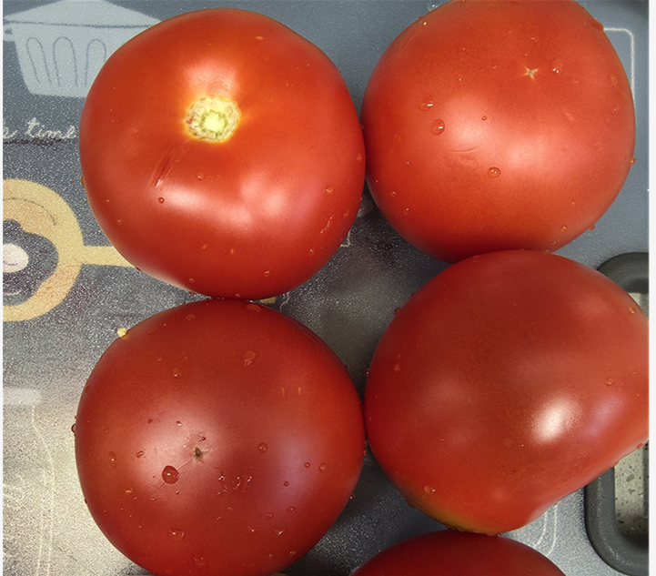 빨간색 완숙 토마토