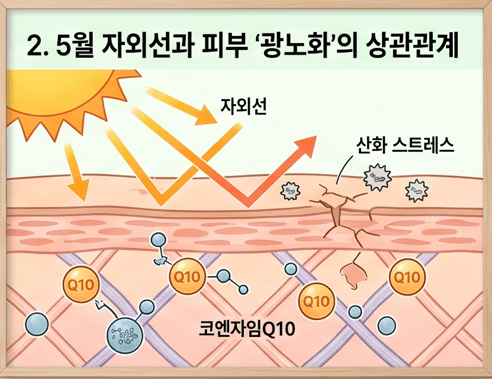 봄철 강력한 자외선이 피부 구조에 닿아 산화 스트레스를 유발하고 피부 장벽을 붕괴시키는 과정과, 이를 강력한 항산화 작용으로 방어해 주는 코엔자임Q10의 광노화 차단 원리를 보여주는 피부 단면도 인포그래픽 그래픽.