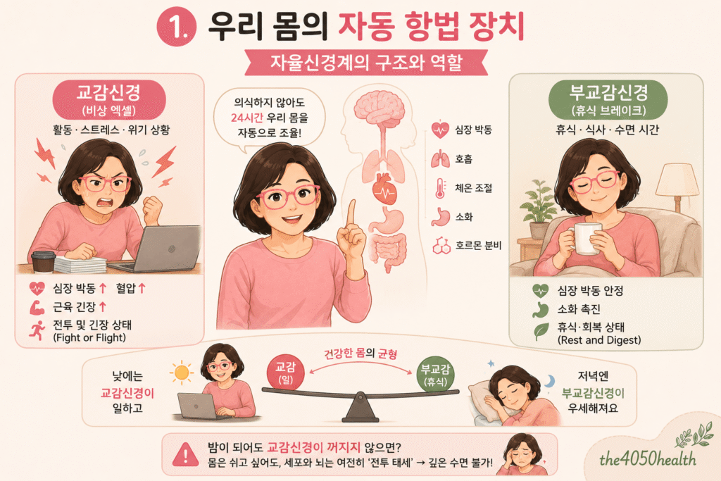 자율신경계의 구조와 역할을 설명하는 인포그래픽 이미지. 낮에 활성화되어 심장 박동과 근육 긴장을 높이는 교감신경과, 저녁 및 수면 시 활성화되어 휴식과 소화를 돕는 부교감신경의 균형 원리를 시각화함.