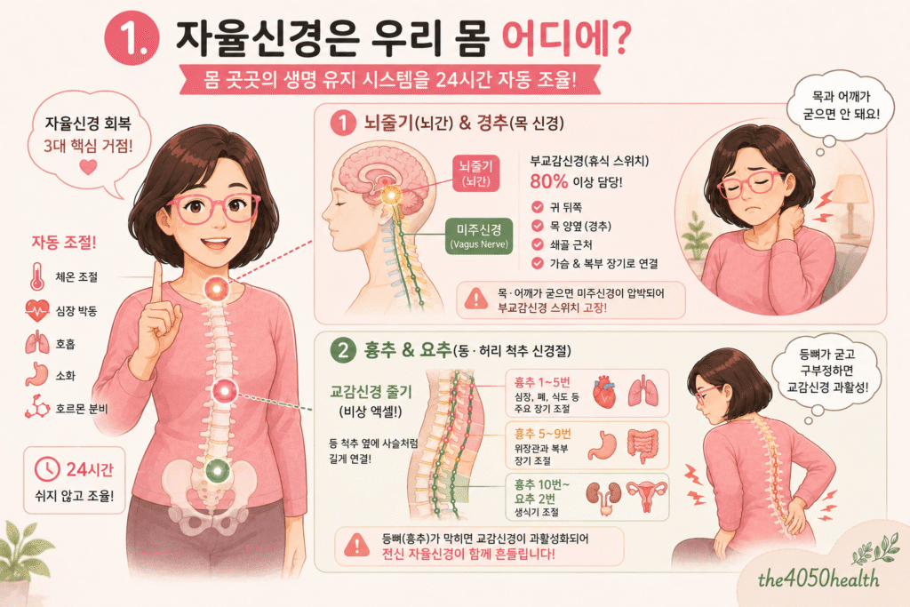 자율신경계의 3대 신체적 위치와 역할을 설명하는 인포그래픽 이미지. 뇌줄기 및 경추의 미주신경(부교감신경), 흉추 및 요추의 교감신경 줄기 위치를 시각화하고, 목·어깨 및 등뼈 가동성이 자율신경 조절과 전신 장기 건강에 미치는 영향을 다룸.