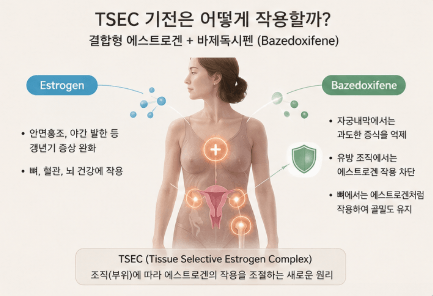 듀아이브의 결합형 에스트로겐과 바제독시펜 TSEC 작용 원리를 설명한 이미지